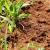 Mulberry Fire Ants by Service First Termite and Pest Prevention LLC